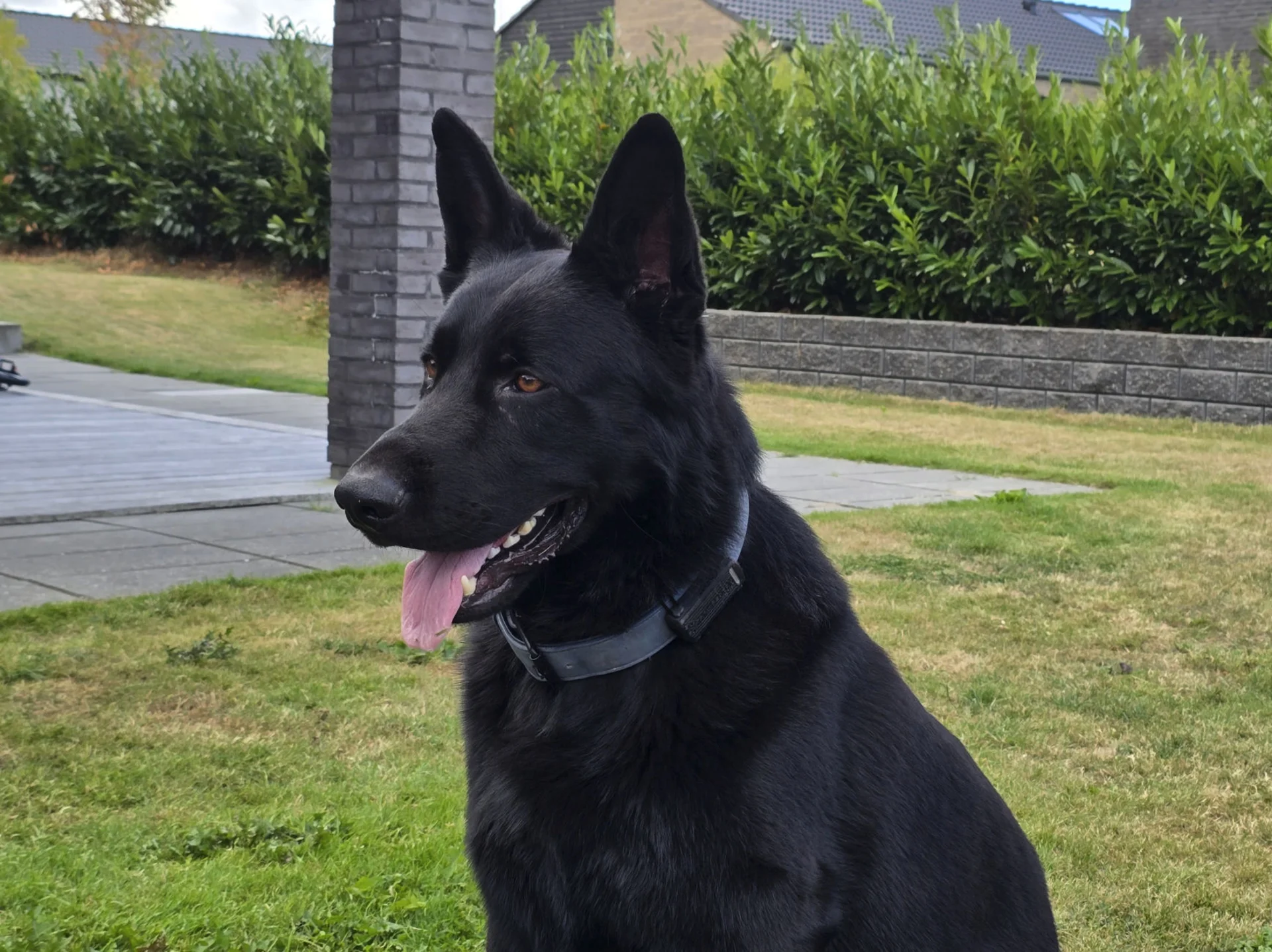 A black German Shepherd sitting in a garden